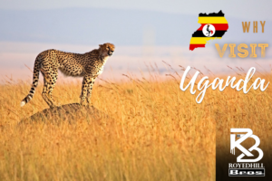 Why Visiting Uganda