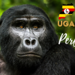 7 Reasons Why Uganda Is Perfect